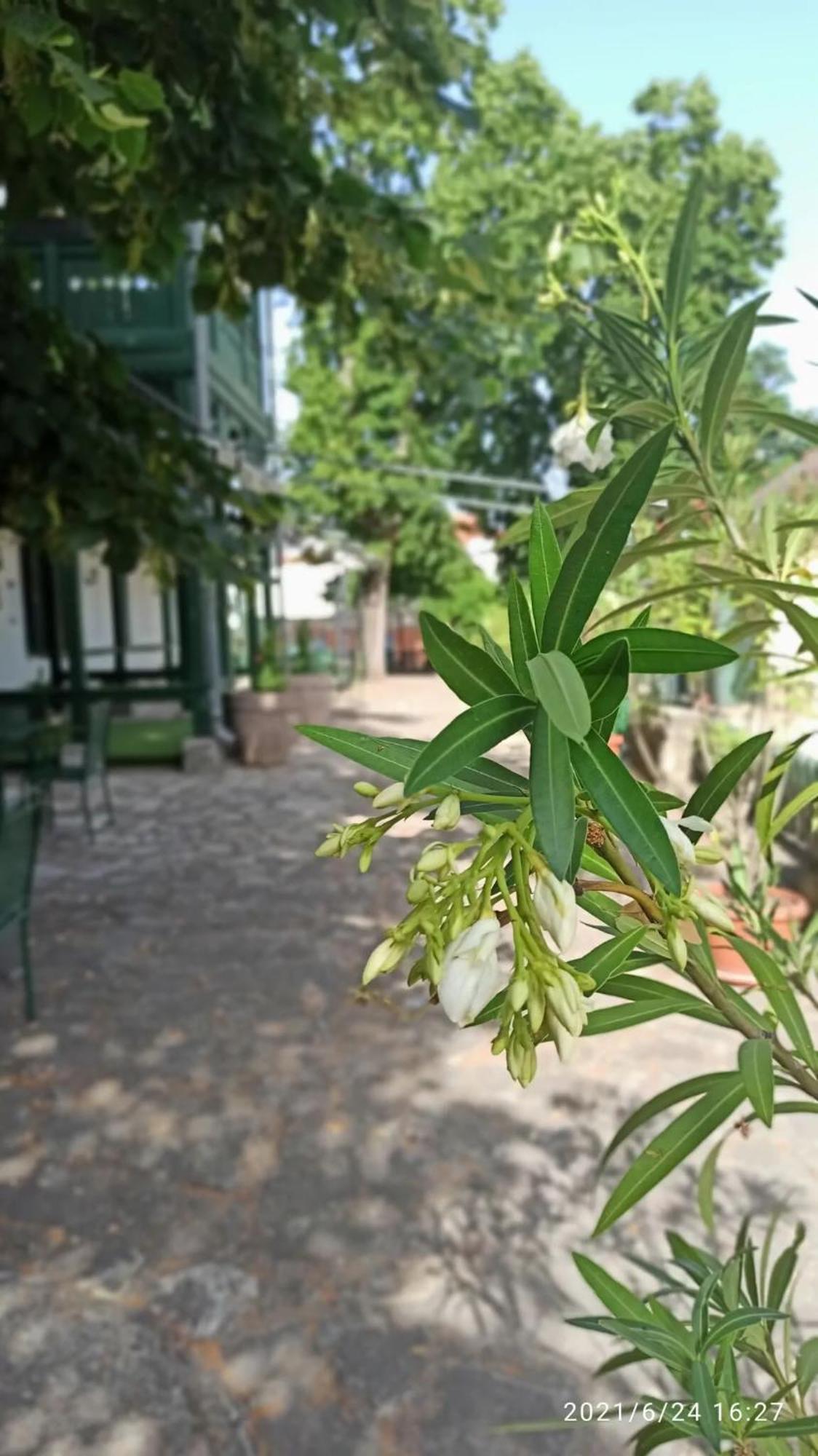 Svajci Lak Panzio Bed & Breakfast นีเรกฮาซา ภายนอก รูปภาพ